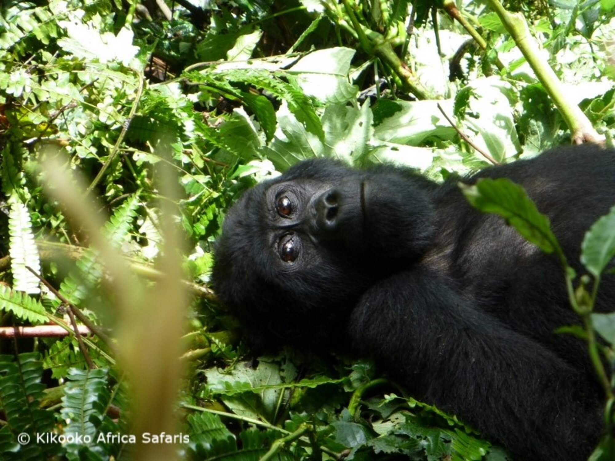 Introduction to Mountain Gorilla Trekking in Africa