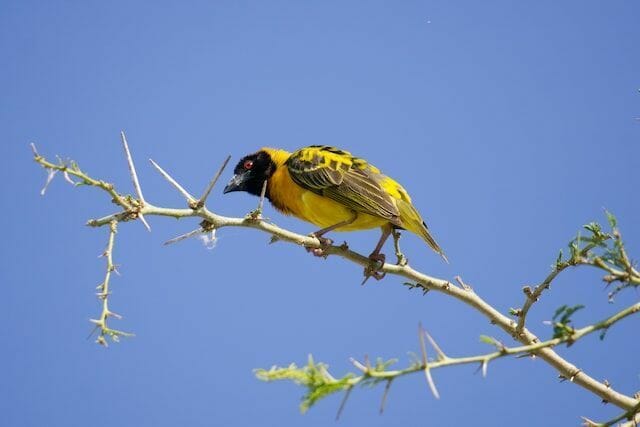 Your Must-Read Guide Before Going Birdwatching in Uganda