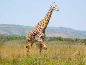giraffe safari uganda