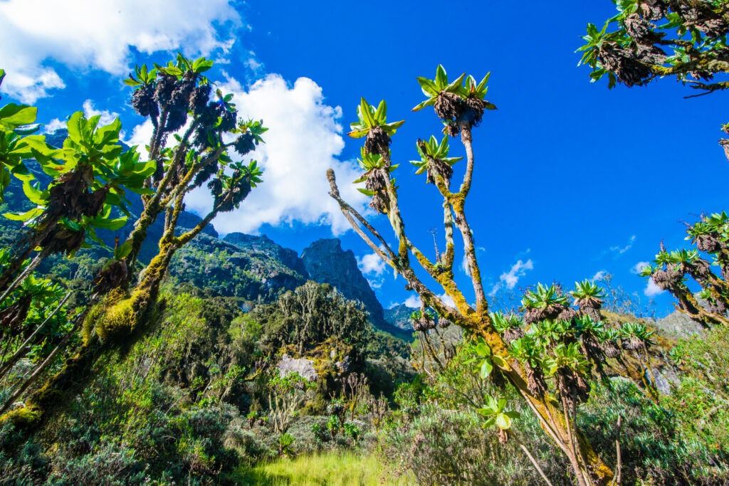 rwenzori nature