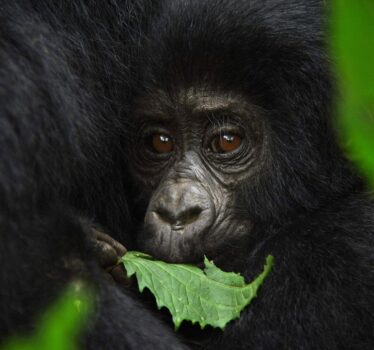 Mountain Gorillas