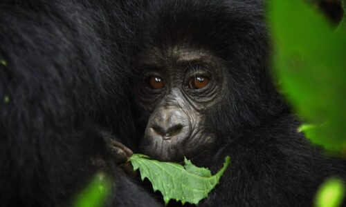 Mountain Gorillas
