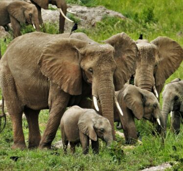 Elephant_FamilyP1100222 (1)