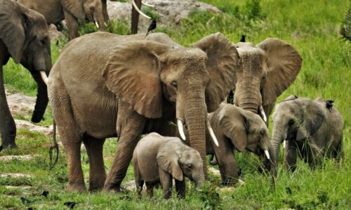 Elephant_FamilyP1100222 (1)