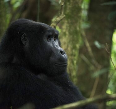 GORILLA1