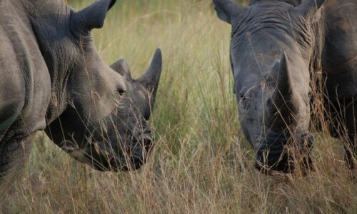 Kikooko-Africa-Safaris-Ziwa-Rhino-Sanctuary-Description-1140x530