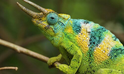 Chameleon