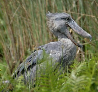 shoebill