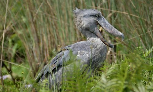 Shoebill