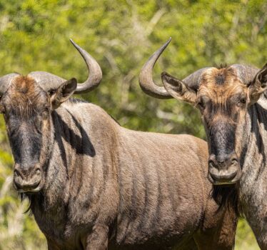 tanzania wildebeest