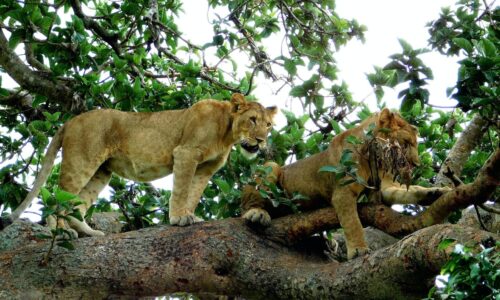 tree lions ishasha