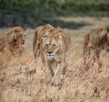Lions