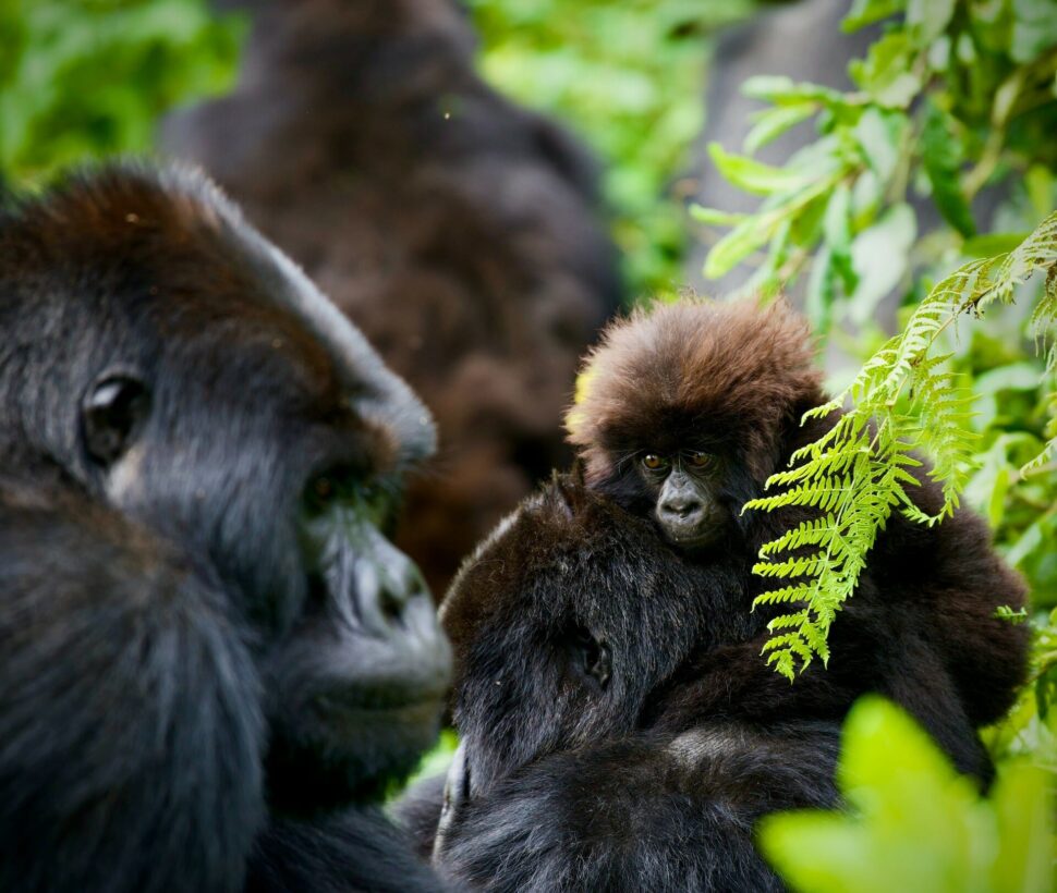 Mountain Gorillas
